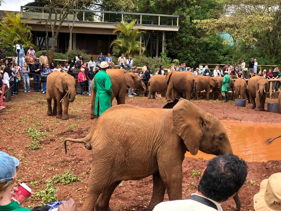 Nairobi: National Park, Elephant Sanctuary, & Giraffe Center - Why this Nairobi combination works