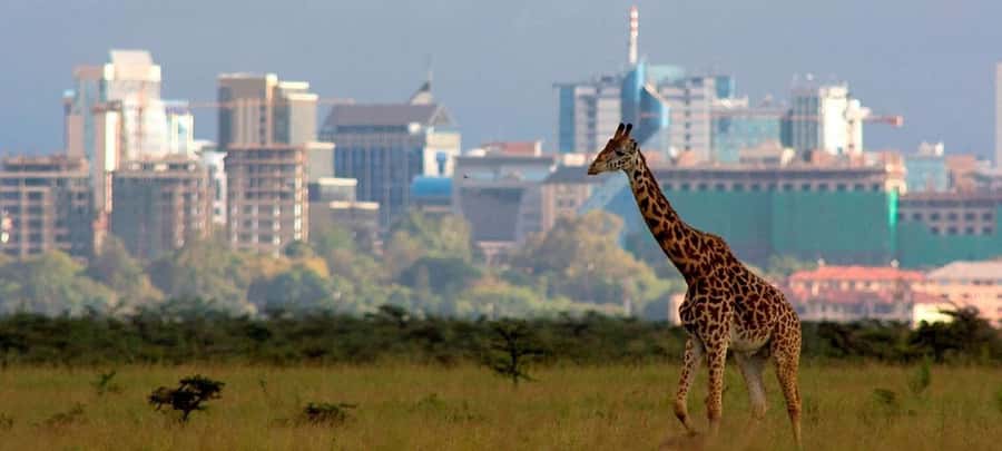 Nairobi: National Park, Elephant Sanctuary, & Giraffe Center - Hand-feeding Rothschild giraffes at the Giraffe Centre