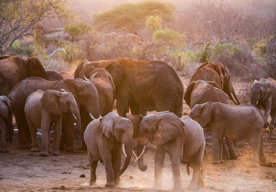 Nairobi: National Park, Elephant Sanctuary, & Giraffe Center - Guides, vehicles, and the pace of the day