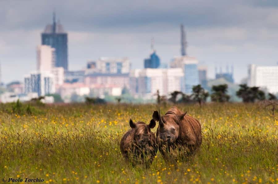 Nairobi: National Park, Elephant Sanctuary, & Giraffe Center - Who should book this experience