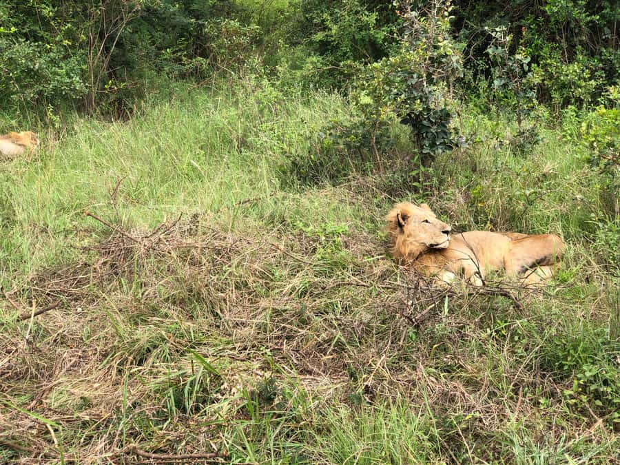 Nairobi: National Park, Elephant Sanctuary, & Giraffe Center - Should you book it?