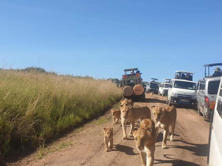 Nairobi National Park Evening Game Drive - Key points to know