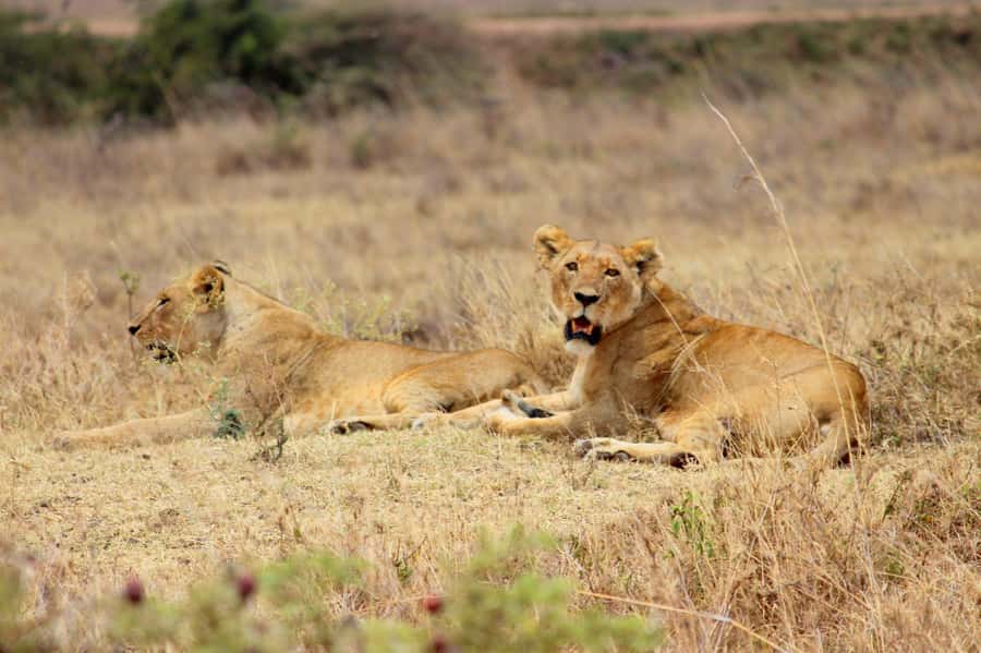 Nairobi National Park Evening Game Drive - Birdlife adds another layer