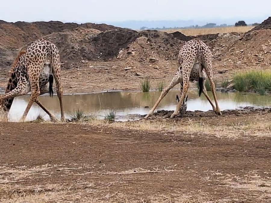 Nairobi National Park Evening Game Drive - Booking details worth checking