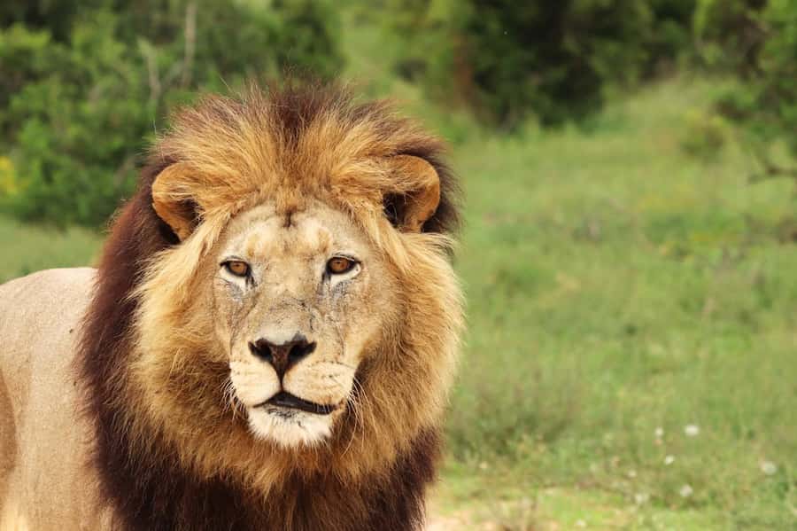 Nairobi National Park: Free WIFI connection - Key points at a glance