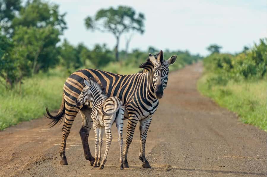 Nairobi National Park: Free WIFI connection - Why this Nairobi safari works so well