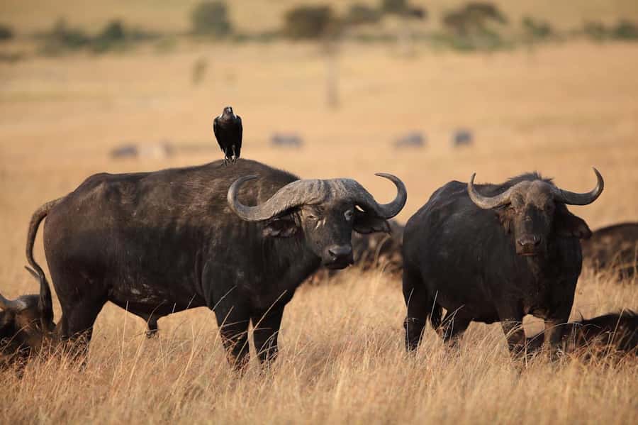 Nairobi National Park: Free WIFI connection - The real price: $123 before food