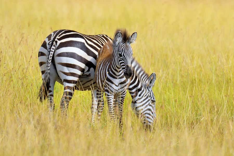 Nairobi National Park: Free WIFI connection - Transport, guide, and practical comfort
