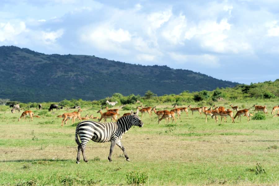 Nairobi National Park Full or Half-Day Tour with Guide - Key points to know before booking