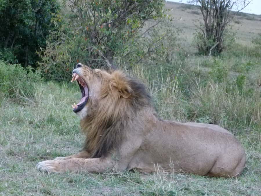 Nairobi National Park Full or Half-Day Tour with Guide - Nairobi National Park, safari country beside the capital
