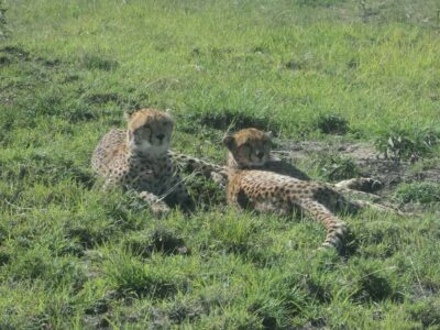 Nairobi National Park Full or Half-Day Tour with Guide