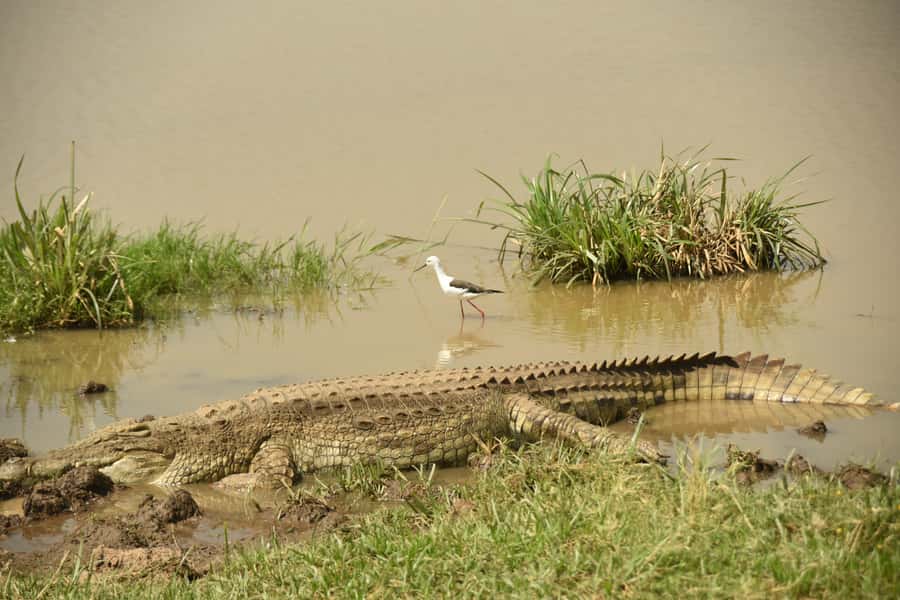 Nairobi National Park Full or Half-Day Tour with Guide - What the full-day plan adds
