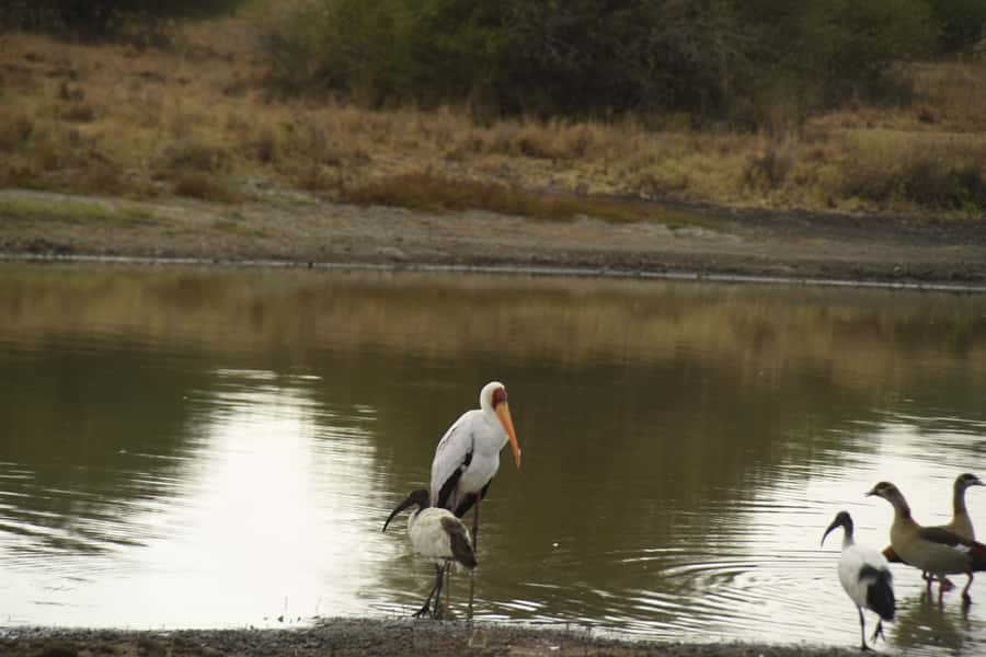 Nairobi National Park Full or Half-Day Tour with Guide - The afternoon safari with dinner and dance