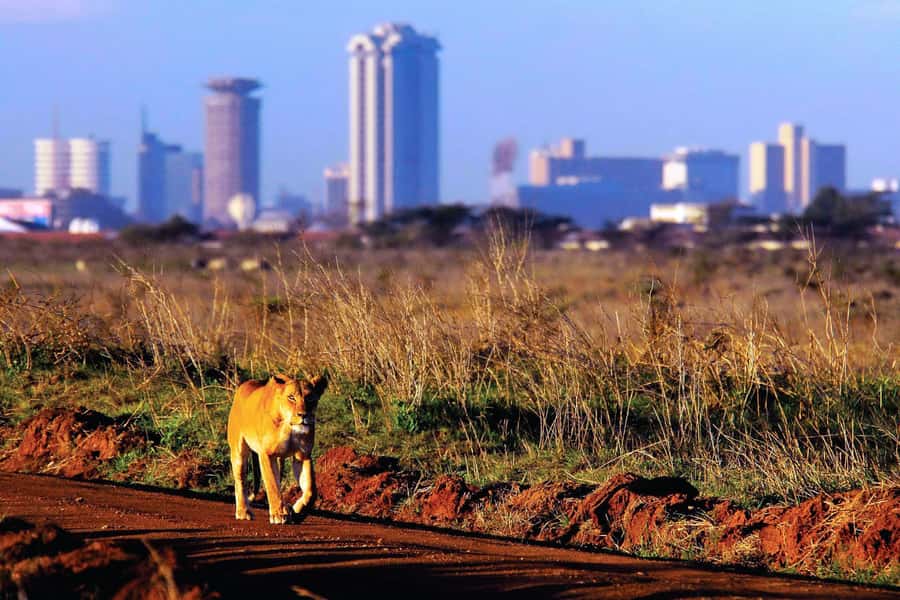 Nairobi National Park Full or Half-Day Tour with Guide - Transport, vehicles, and group arrangements