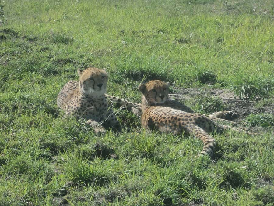 Nairobi National Park Full or Half-Day Tour with Guide - The 6 AM half-day safari