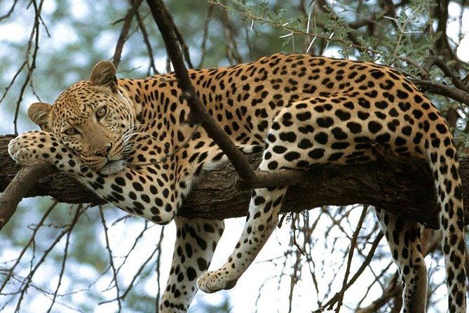 Nairobi National Park game drive. Free Airport pick / drop off. - Lions, rhinos, and the animals you may see
