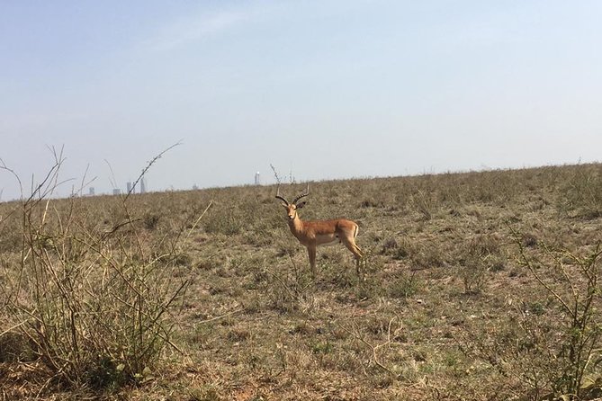 Nairobi National Park game drive. Free Airport pick / drop off. - Why the guide matters