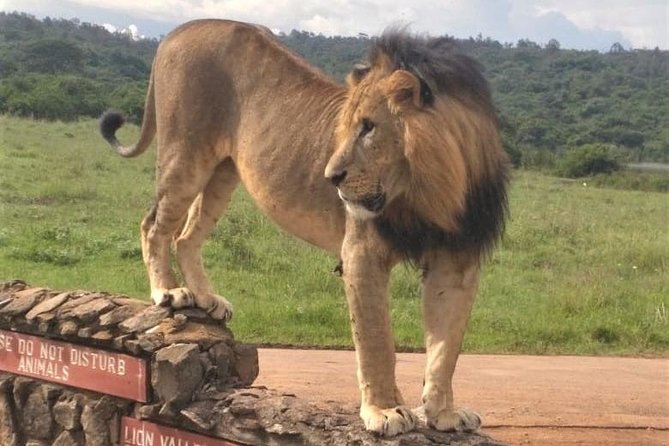 Nairobi National Park game drive. Free Airport pick / drop off. - What is included, and what is not
