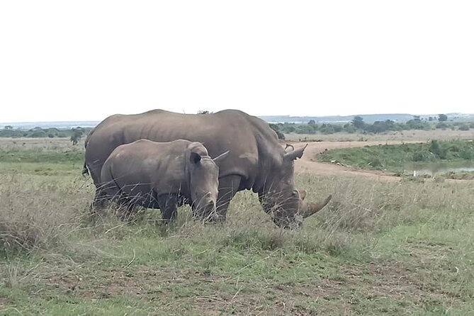 Nairobi National Park game drive. Free Airport pick / drop off. - Group size and comfort