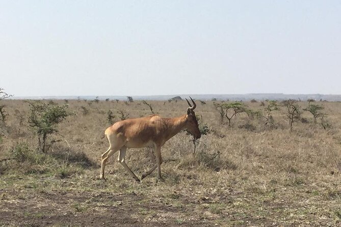 Nairobi National Park game drive. Free Airport pick / drop off. - Airport stopover and short-stay value