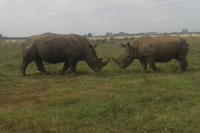 Nairobi National Park game drive. Free Airport pick / drop off. - What the four-hour itinerary feels like