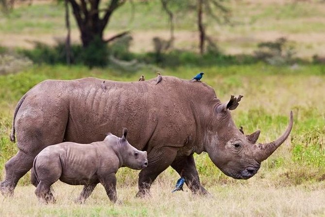 Nairobi National Park Game Drive With Free Pick Up Group Joining - Why the 5:30 am start is worth the effort