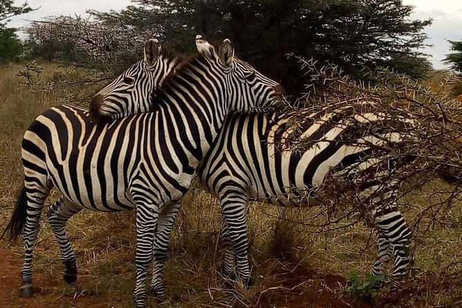 Nairobi National Park Game Drive With Free Pick Up Group Joining - The elephant nursery adds a different kind of wildlife experience