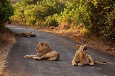 Nairobi National Park Game Drive With Free Pick Up Group Joining