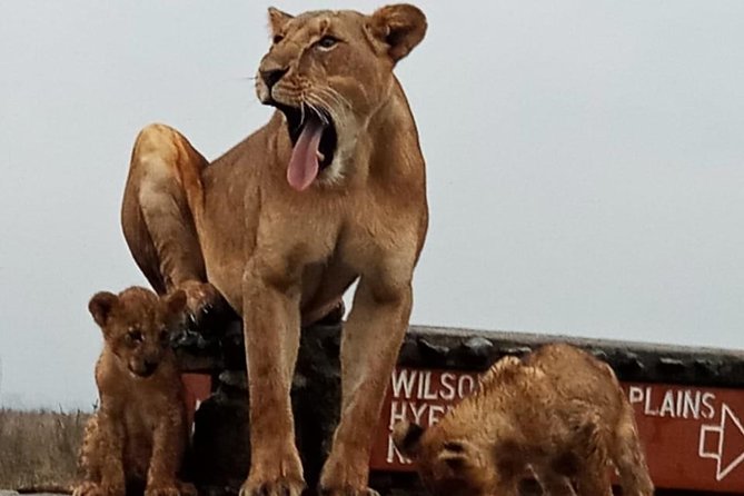Nairobi National Park Game Drive With Free Pick Up Group Joining - Who will get the most from this outing