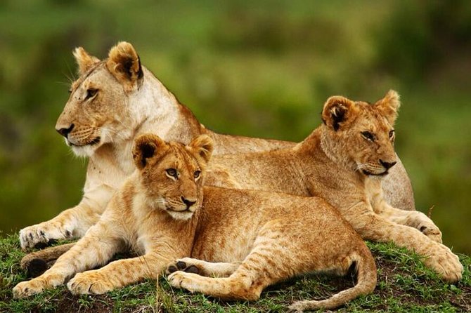 Nairobi National Park, Giraffe Center & Karen Blixen Museum - Why the 6:00 am departure is worth it