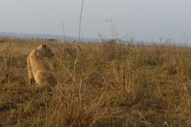 Nairobi National Park, Giraffe Center & Karen Blixen Museum - Karen Blixen’s farmhouse and the story behind Out of Africa