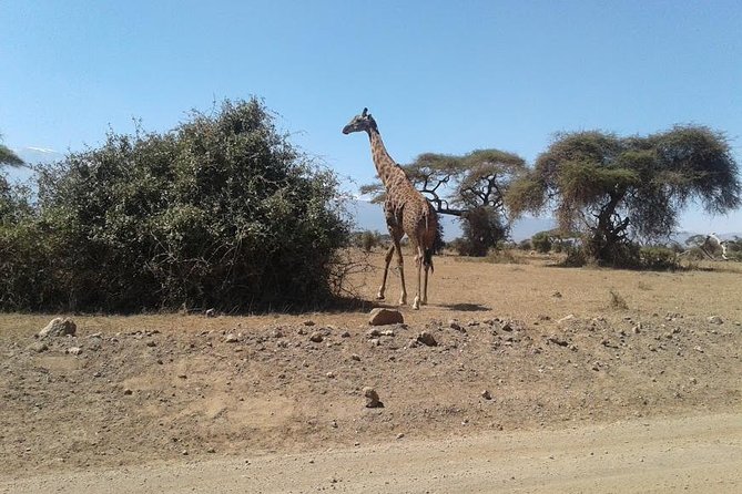 Nairobi National Park, Giraffe Center & Karen Blixen Museum - Karen Blixen Museum or Bomas of Kenya?
