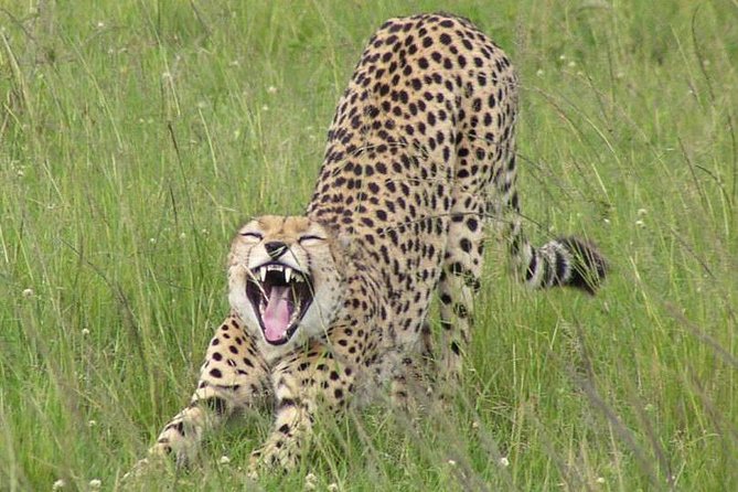 Nairobi National Park, Giraffe Center & Karen Blixen Museum - What the $85.35 price really buys