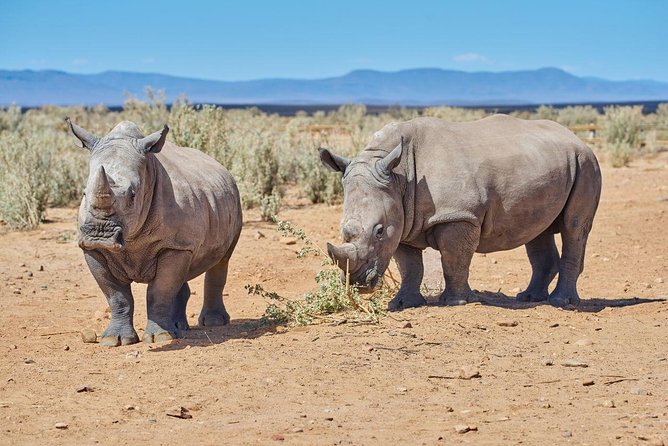Nairobi National Park, Giraffe Center & Karen Blixen Museum - Booking, cancellation, and practical checks
