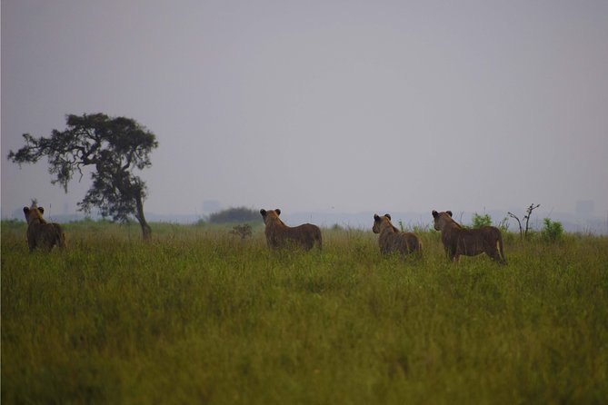 Nairobi National Park,Giraffe Centre, Karen Blixen Museum. - Karen Blixen Museum and the final stop