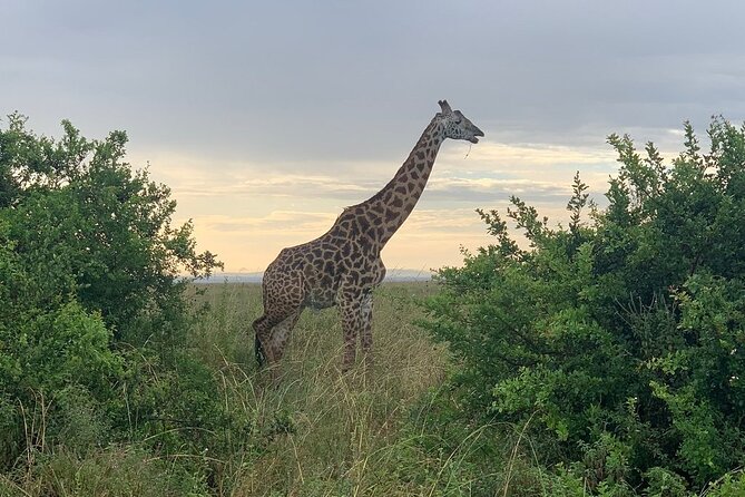 Nairobi National Park,Giraffe Centre, Karen Blixen Museum. - Transport, group size, and comfort