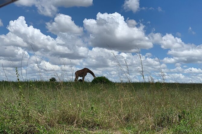 Nairobi National Park,Giraffe Centre, Karen Blixen Museum. - What the $160 group price really covers