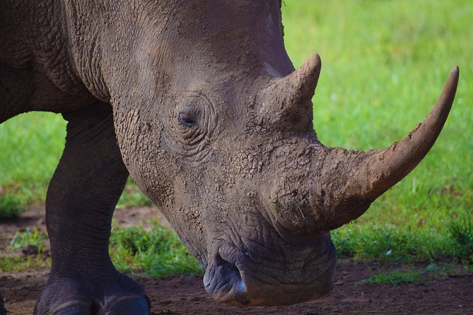 Nairobi National Park,Giraffe Centre, Karen Blixen Museum. - The David Sheldrick Wildlife Trust from 11:00 a.m. to noon