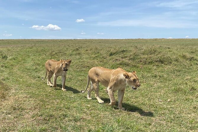 Nairobi National Park Group Shared Tour - The skyline creates the best photo opportunity