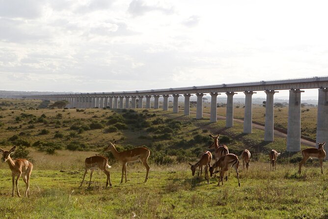 Nairobi National Park Group Shared Tour - What the $44 price really covers