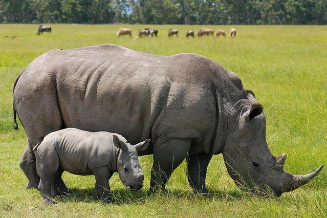 Nairobi National Park Group Shared Tour - Shared groups and the 15-person limit