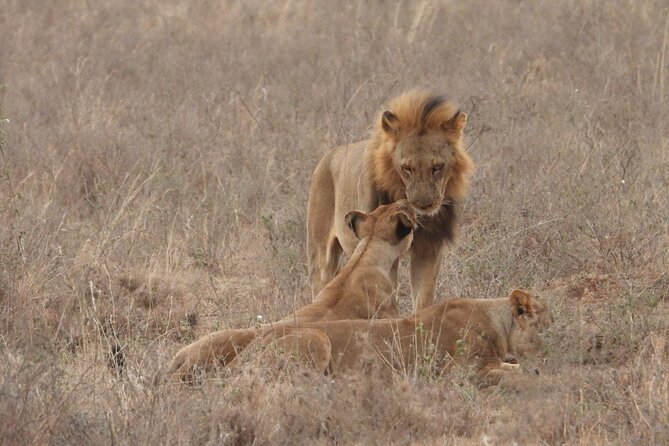 Nairobi National Park Group Shared Tour - What is included and what is not