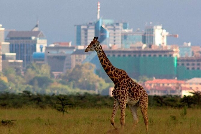 Nairobi National Park Group Shared Tour - The river, hippos, and crocodiles