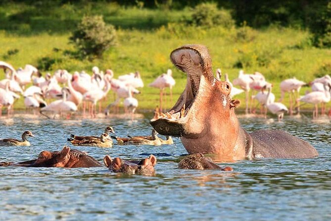 Nairobi National Park Group Tour - Wildlife to look for during the four to five hour drive