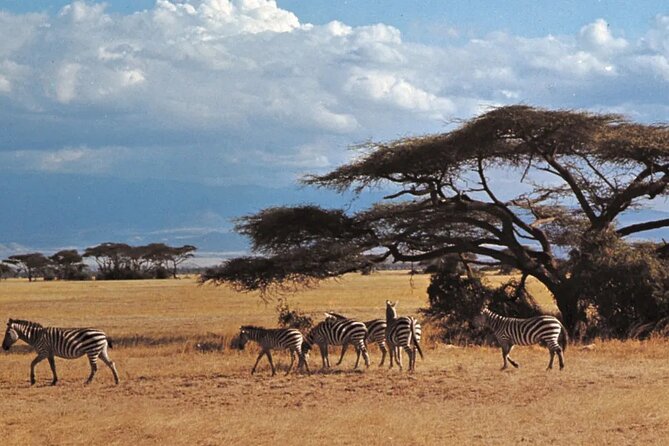 Nairobi National Park Group Tour - The ivory burning site and the conservation story