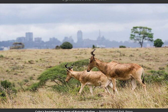 Nairobi National Park Group Tour - Pickup, group size, and the practical rhythm of the day