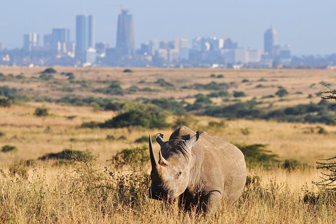 Nairobi National Park Group Tour - Who gets the most from this $40 experience