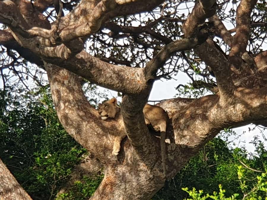 Nairobi National Park Group Tour. - Who Will Like This Nairobi National Park Tour