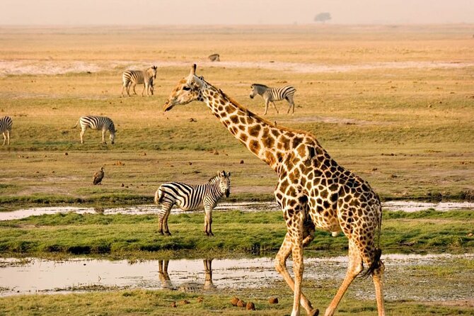 Nairobi National Park Group Tour - Entering Nairobi National Park and handling the extra fee