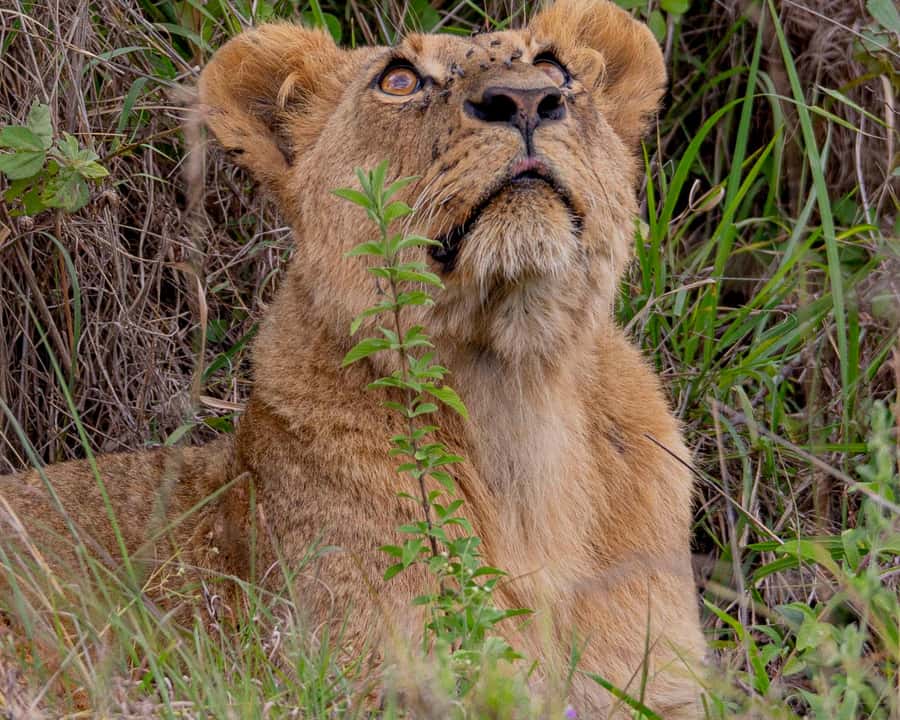 Nairobi: National Park Guided Game Drive - Why Nairobi National Park works so well for a short safari